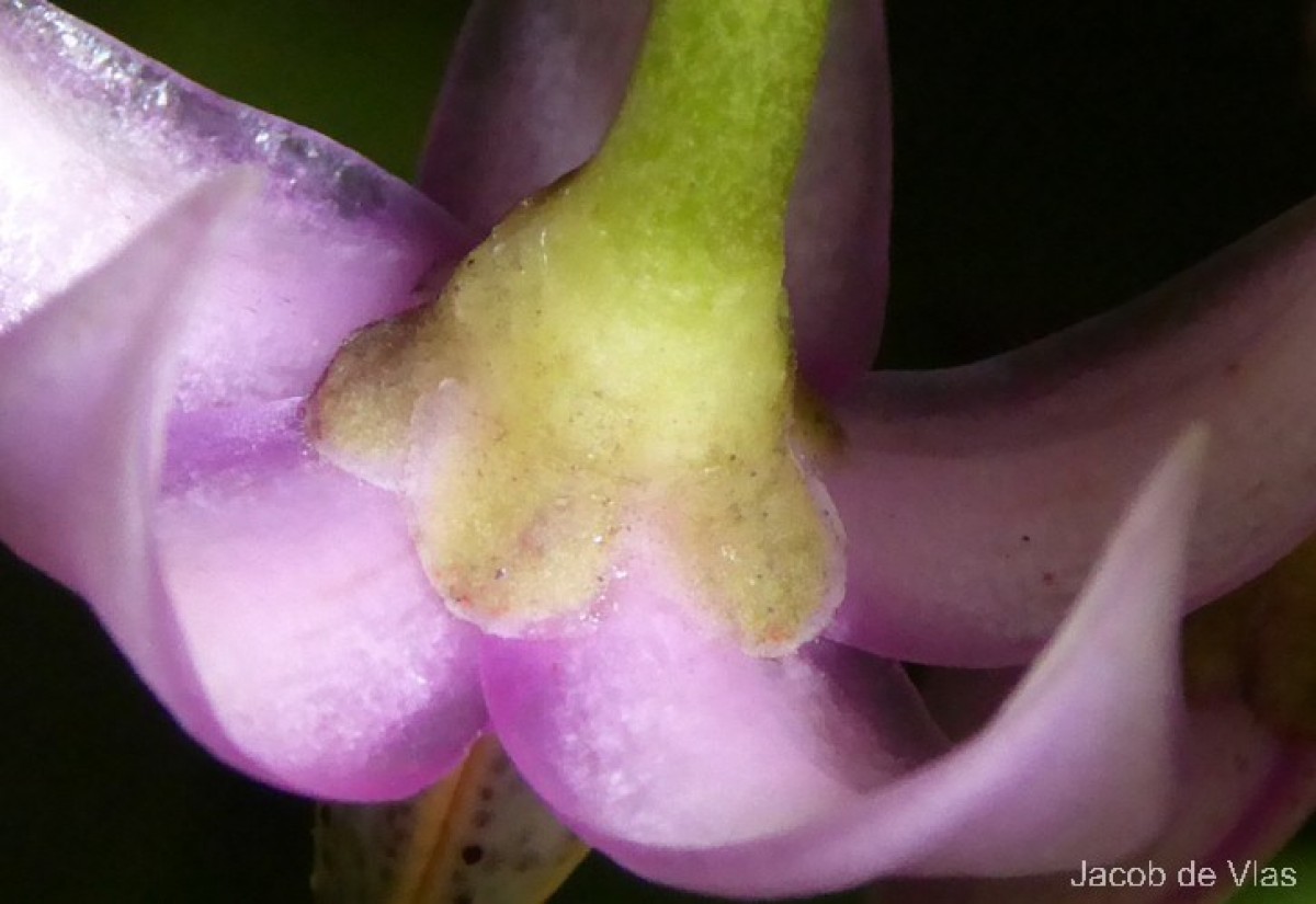 Ardisia willisii Mez